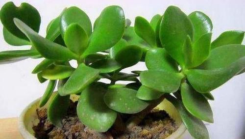 摆放|哪些植物适合摆放在客厅首选3款高颜值多肉,可镇宅招财