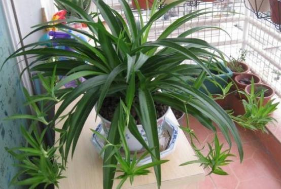 空气|此5种花被称为药花,吸附有害气体,好养好看最适合放家里