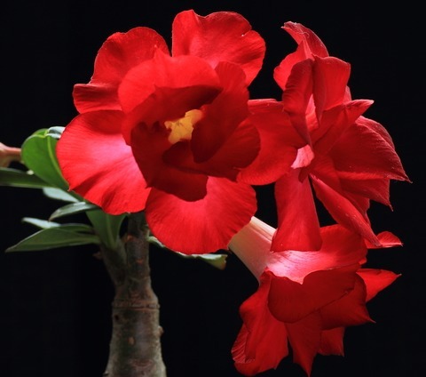 养沙漠玫瑰，2个“雷区”要避开，花团锦簇、满枝头，不爆盆都难