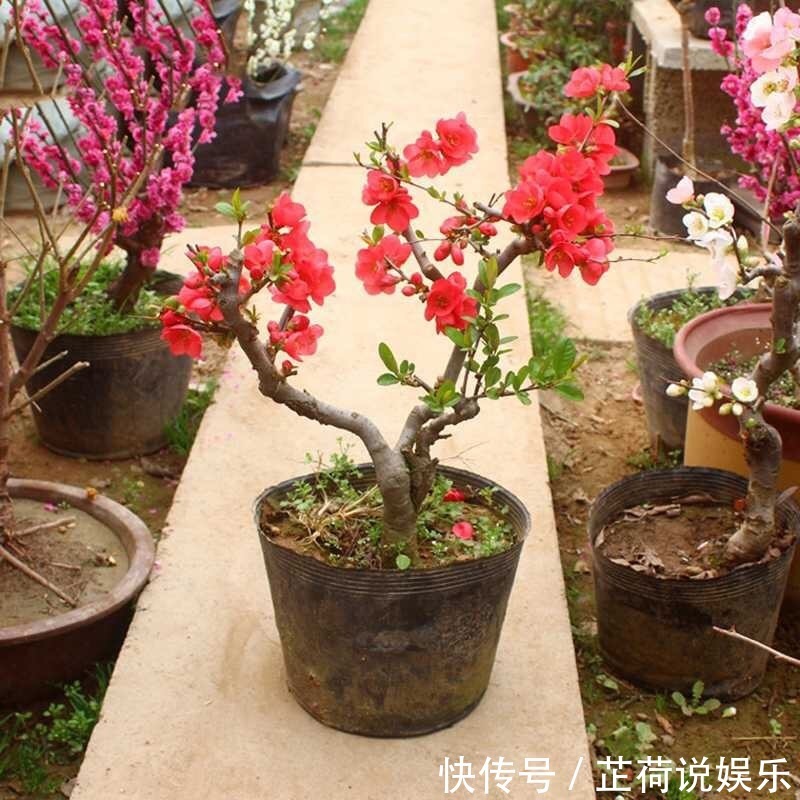 1种“长寿花”可以做盆景，年年开红花，鲜艳芳香、越养越贵