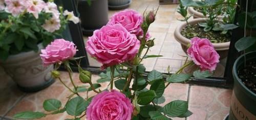  花卉|冬天扦插花卉，准备1个塑料瓶，生根快成活率高！