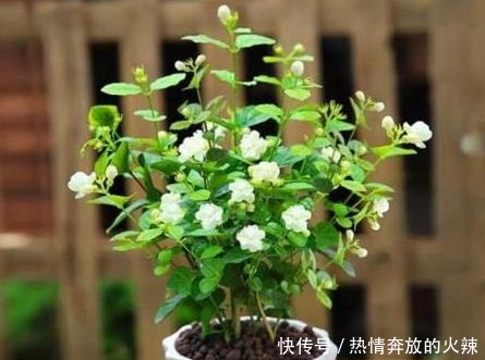 养茉莉花，“3件小事”做到位，就可以“静待花开”，且花大味香