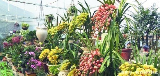 养死|花市买花时,尽量避开“此2种”,还有花友敢买,拿回家就养死