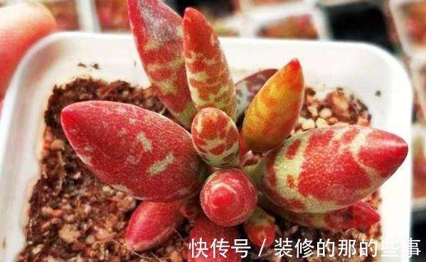 多肉植物|多肉水泡系列悄然走红,斑纹醒目的梅花鹿水泡成热门