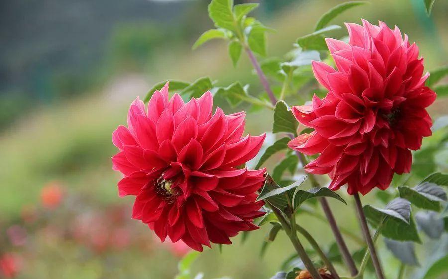 仙客来|想要养好球根花卉,这4点要注意,赶紧学起来,每年都可以开花