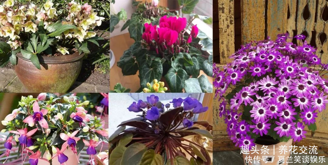 养护|6种特别怕热的花卉,度夏要多注意几点,夏天容易挂,养护要谨慎