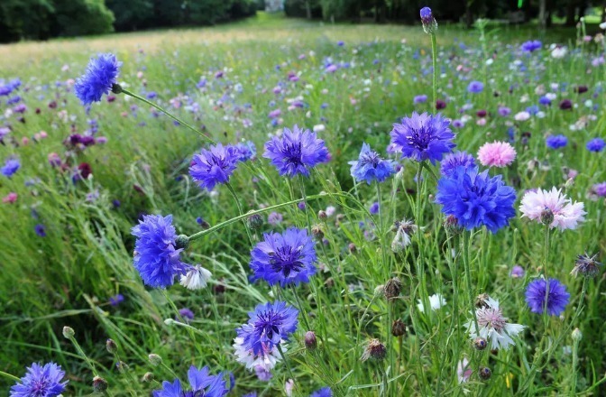 世界上品种最多的植物,没有之一,光路边就有20多种!