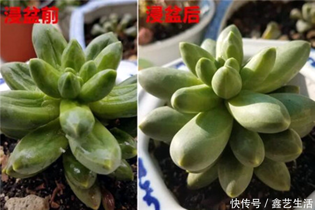 越虐越长疯,3周胖到爆炸的多肉控养大法,不轻易外传