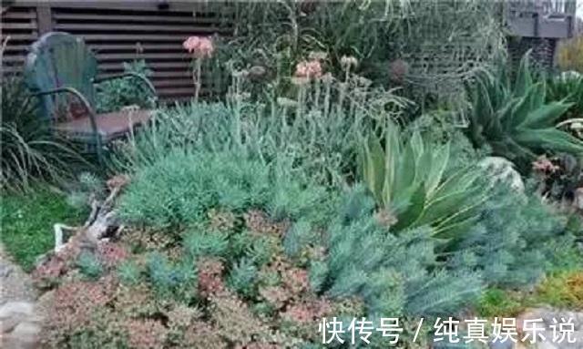 70老头闲来无事，养了百盆多肉摆院里，一盆售价50，别人抢着买！