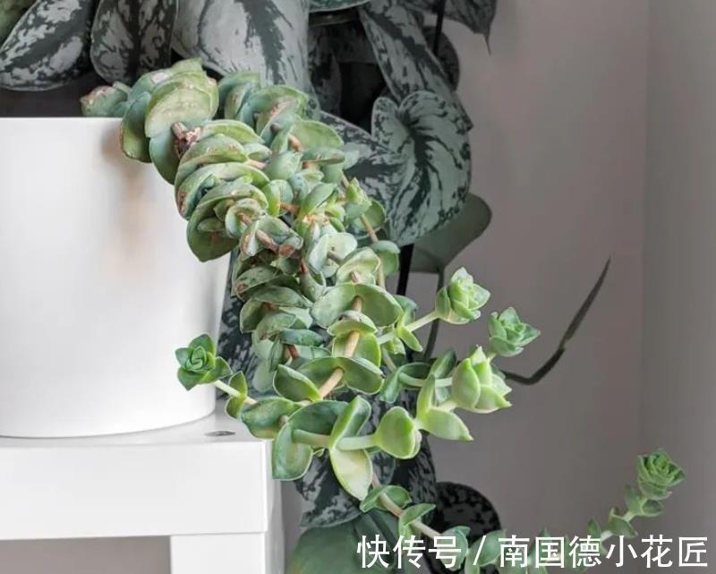 多肉|夏秋雨水多,多肉盆栽总长胡须,难道是要挂了的信号?
