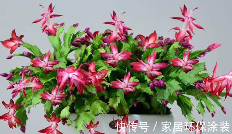 浇水|这些花卉夏天正在休眠,就怕三件事做错了,要及时纠正