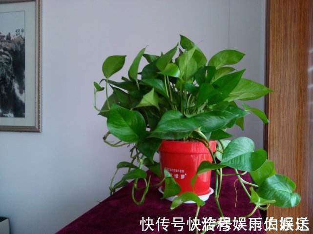 花香|“3种花”已经被懂行的人拉入黑名单,就是再有钱,也别养室内