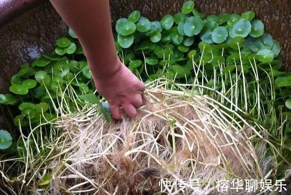 小苗|铜钱草不用买,问邻居要一根小苗,足够你爆盆了