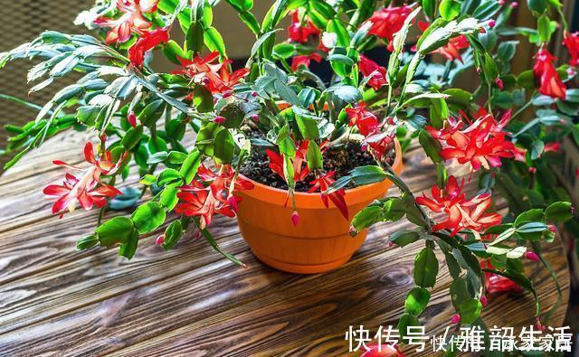 家里养了这“5种”花的，夏天要少浇水，不然一周内必挂