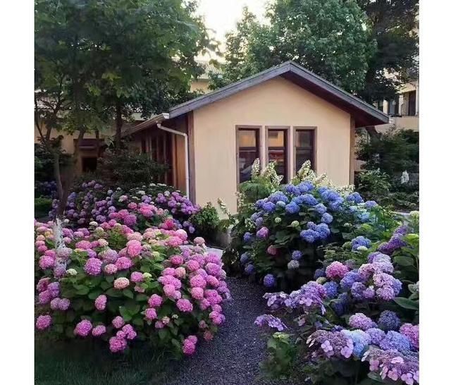 开上|少吃两顿肉,此花也要栽2株,花开上千朵,五颜六色,美如诗画