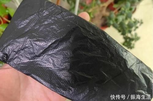 张大爷|张大爷养君子兰，白天喝口酒，晚上闷上头，20天窜出大花箭！