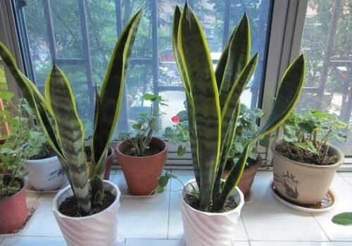 喜欢养虎皮兰就用叶片扦插,操作超简单,还生根快、成活率高