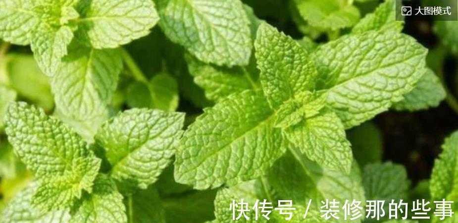 栀子花|养花就养个花期长的,花大色艳,四季繁花似锦,美