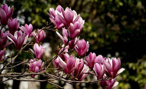 灌木花卉|有个小院子,定要种上6种花,皮实又好养,长成传家宝!
