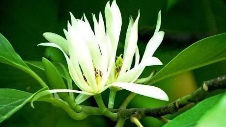 此花堪比空气净化器,比桂花香8倍,沾土就活,新手都能养爆盆