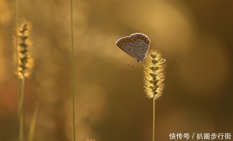 桃李天下!一代宗师叶嘉莹绝句30首。词心独具无人及,一卷长留万古芳