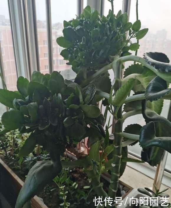 养几棵不死鸟，长大后留着嫁接，嫁接长寿花，开花数量翻倍