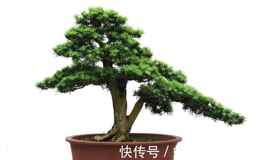 虽然是冬天,但这几种植物千万别放在卧室内