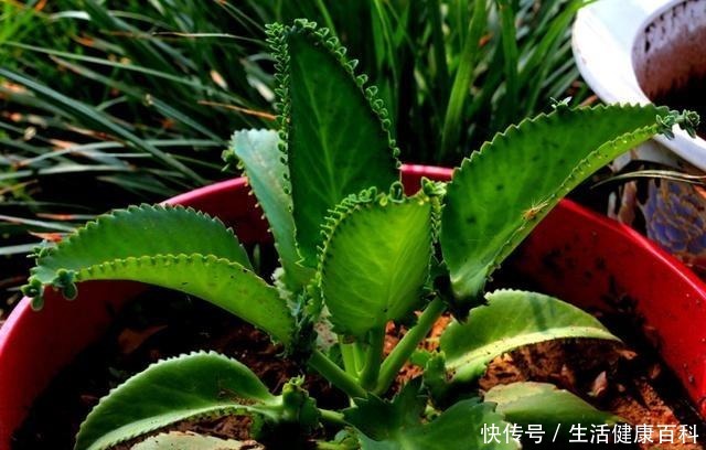 趁着天气暖和扦插这3种花,好生根好爆盆,来点土就能成活!