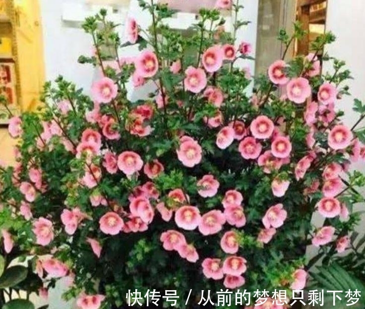 养花就养这几款,365天开不停,养几盆,全年有花赏!