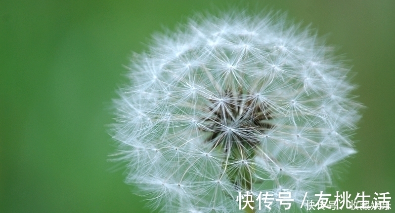 脾胃虚寒|提个醒：喝蒲公英水有1大禁忌，却有很多人不清楚，别犯错误了