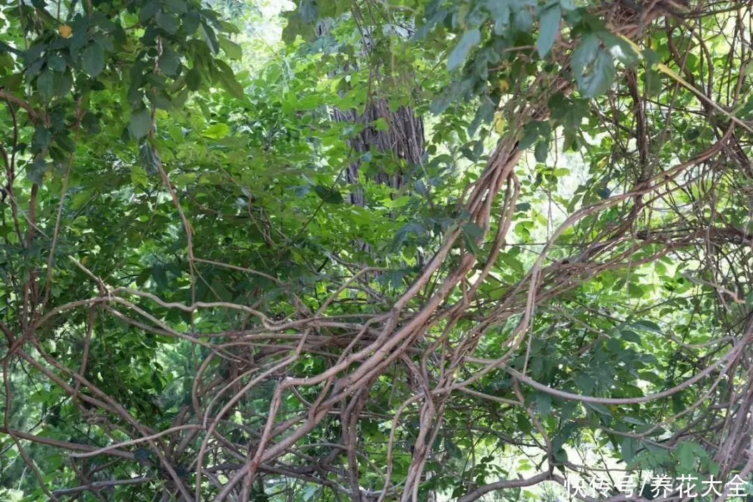 枝条|冬剪开始了,月季看见这种枝,就要赶紧剪