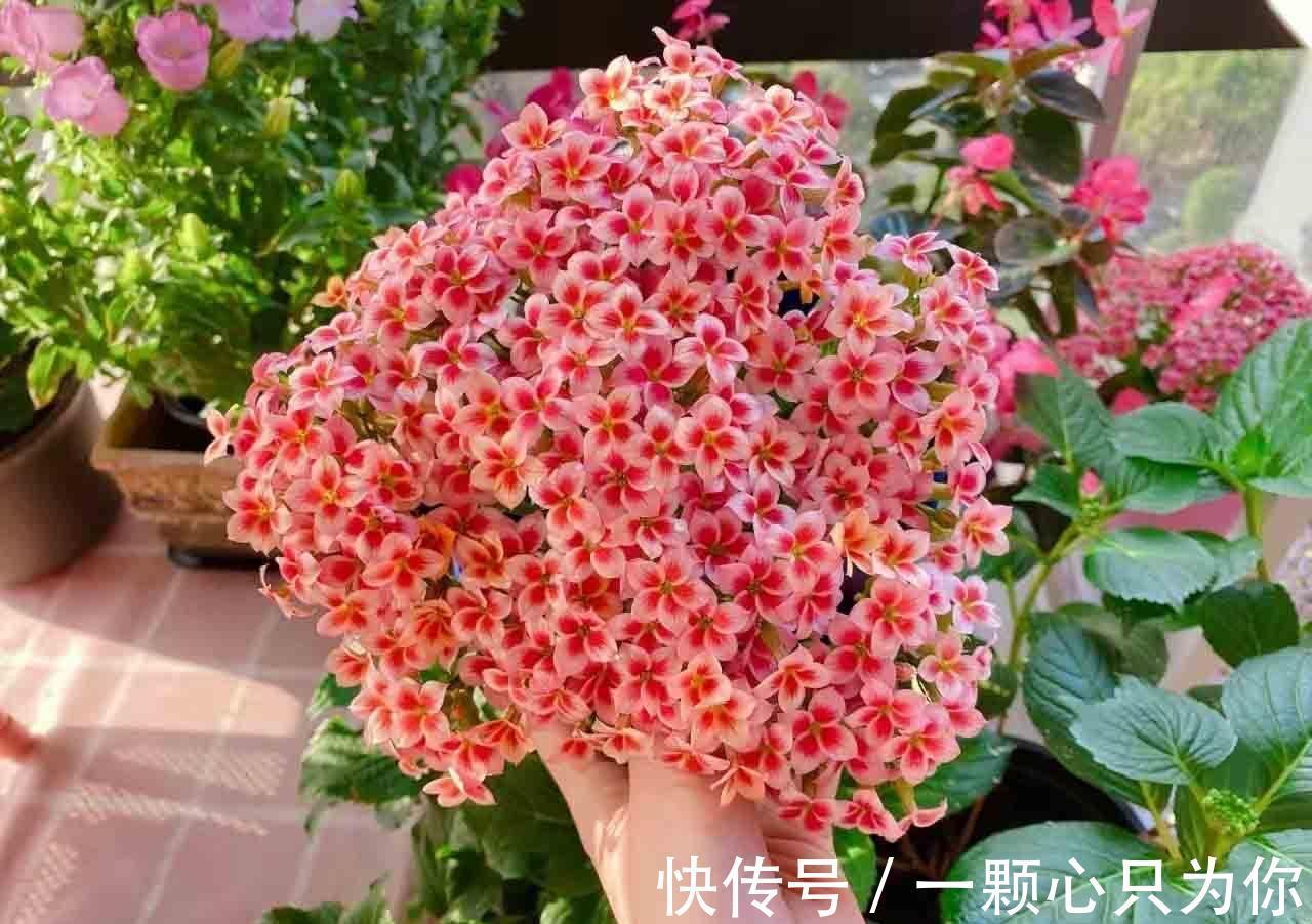 长寿花开成“大花球”,是怎样“炼成的”?5个小技巧,照做就行