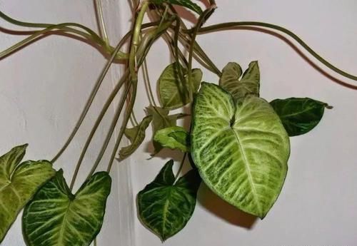 很耐阴的5种盆栽观叶植物,晒多了叶子会晒伤,严重时会枯萎