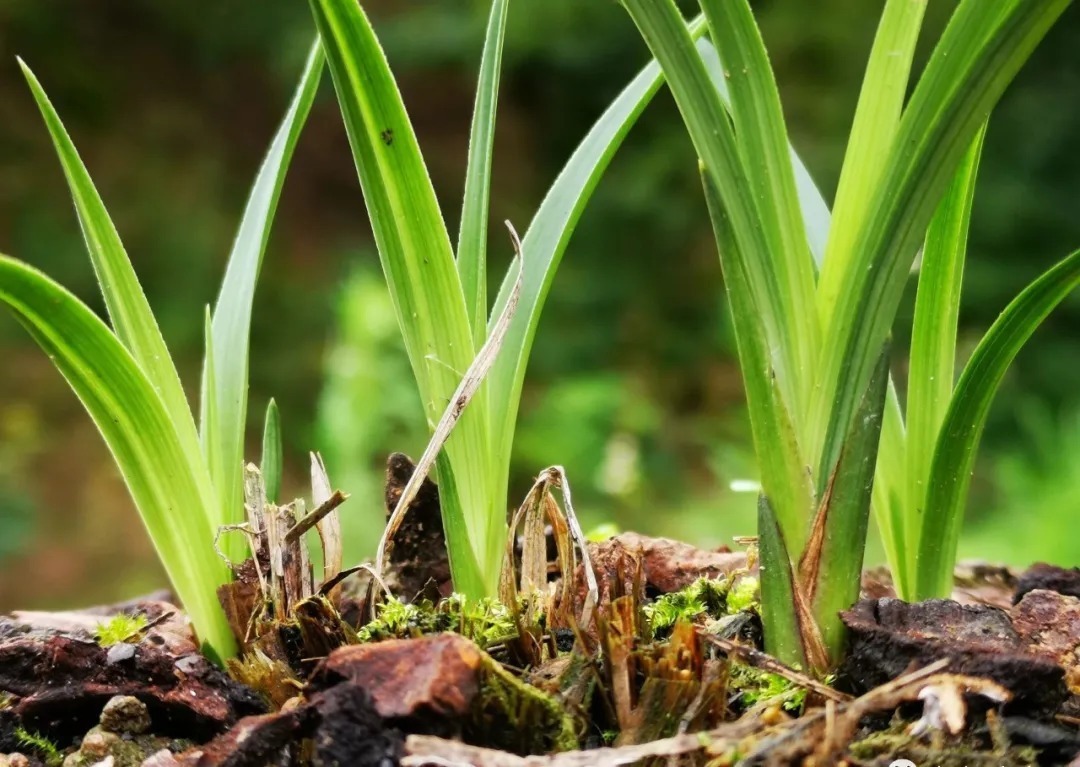 磷酸二氢钾|这样的兰花,无论怎么施肥都不开花,磷酸二氢钾也不行