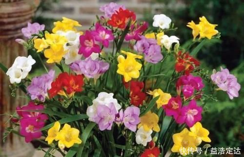 养花就养个花期长的,花大色艳,粉嫩丰腴,绚丽夺目