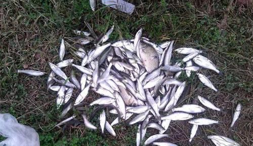 绝杀|野钓绝杀饵料：鸡蛋的多种用法，别看饵料简单，效果可不一般！