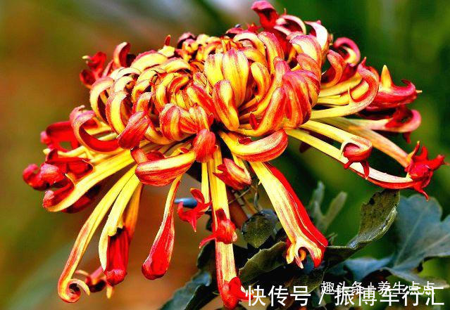 家里养花,不如养“珍奇名菊”火龙爪,似火焰飞舞,娇媚优雅