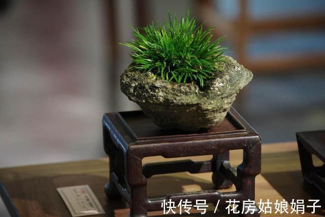 它位列“花草四雅”,耐阴能力强,室内光照不好也能养好