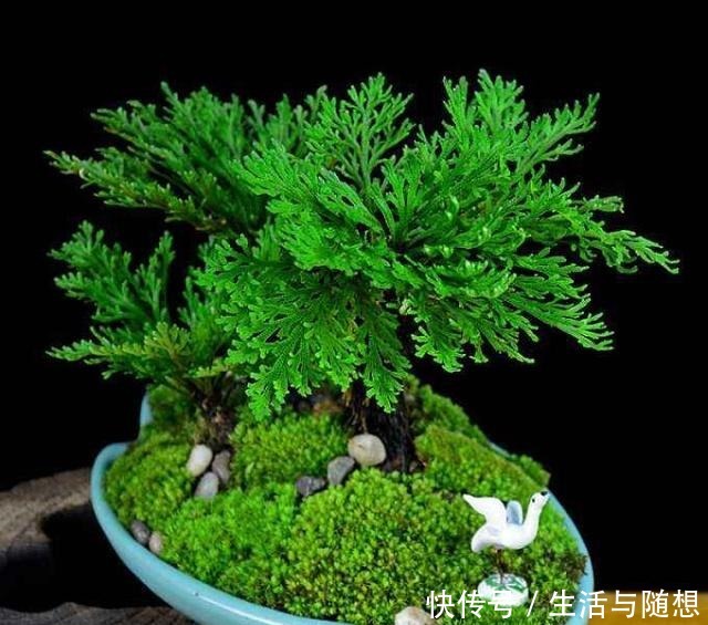 悬崖上一种植物，挖回家养盆里，2年长成盆景，给钱也不卖！