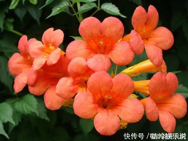 5种花最好别养,根钻得到处都是,砍都砍不尽