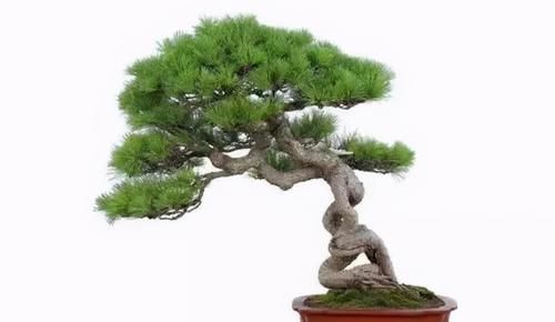 简单的4个方法，就能培养出深受人们喜爱的提根式盆景，一学就会