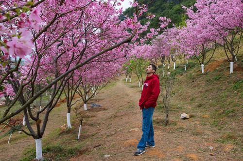 翁源樱花完美绽放，花儿开满枝头，仿佛走进了世外桃源