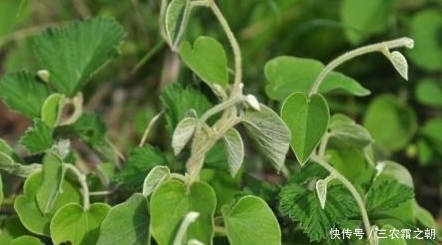 藥用價值|農村常見的一種野菜,具有跌傷止血,跌傷止痛,提高人體抵抗力