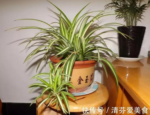 种花|建议每位养花人:无论住在哪里,卧室都要养4种花,养人养心
