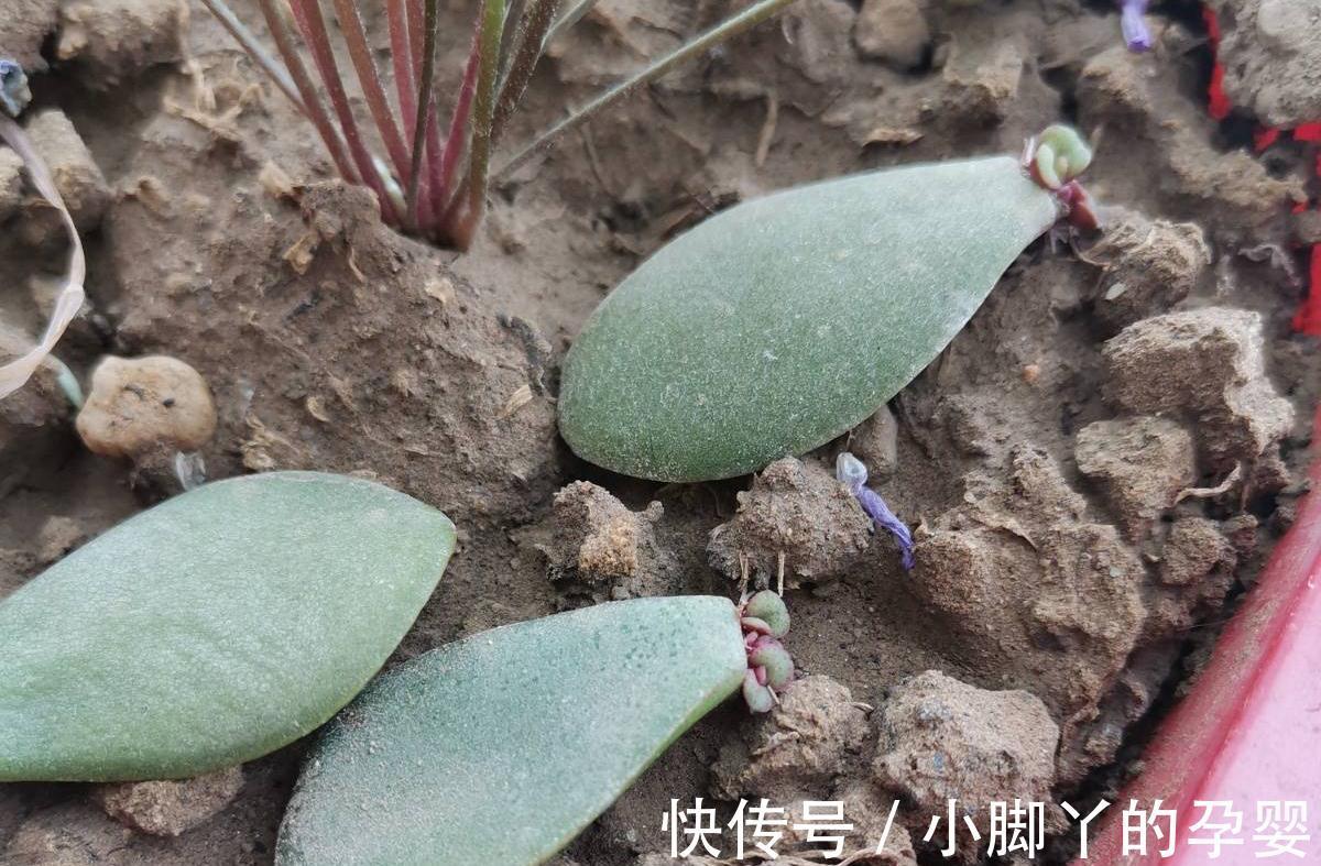 4种花,漂亮皮实又好养,用一片叶子也能扦插繁殖,绝了