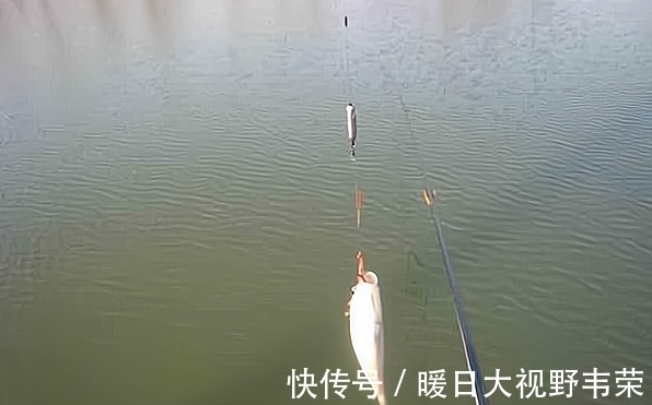 长竿|钓鱼,什么时候提竿中鱼率高?(强烈推荐)