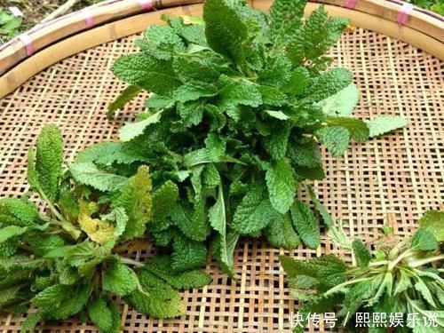 极品|满身长满疙瘩，过去用它煮鸡蛋吃，如今成极品野菜，15元一斤