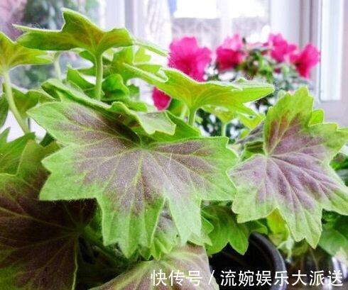 肥沃|养天竺葵，高温后别忘“修剪换盆”，新芽蹭蹭长，叶茂盛，花满枝