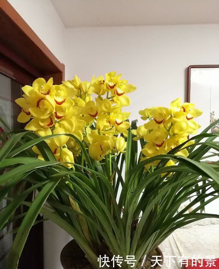 居家就养此款花卉，不闻不问，花开爆盆美如花，花团紧簇