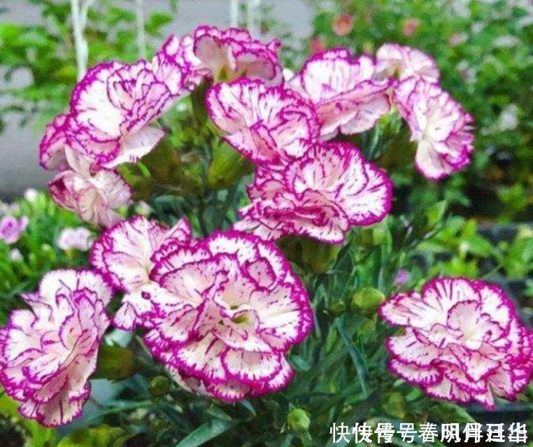 3种花养在家里,一整年都有好运气,养在哪里都爆盆,好运到来